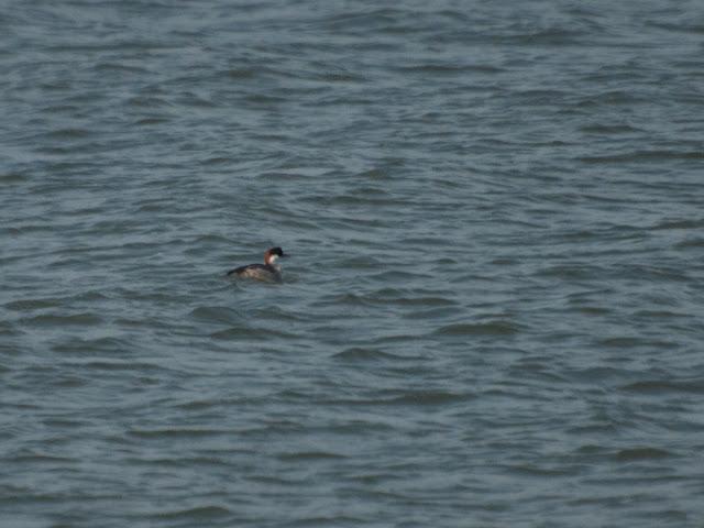 De pajareo por Holanda - Birding in Holland -- 15-19/01/2013