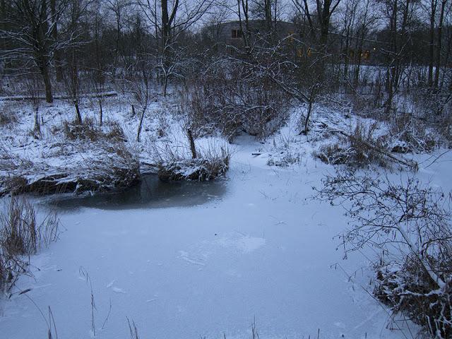 De pajareo por Holanda - Birding in Holland -- 15-19/01/2013