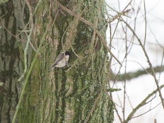 De pajareo por Holanda - Birding in Holland -- 15-19/01/2013