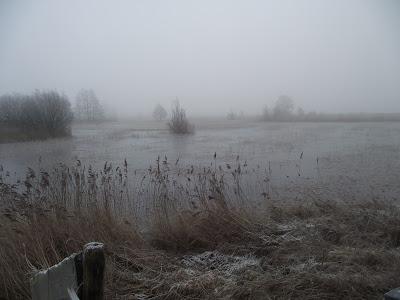 De pajareo por Holanda - Birding in Holland -- 15-19/01/2013