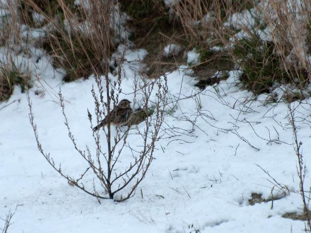 De pajareo por Holanda - Birding in Holland -- 15-19/01/2013