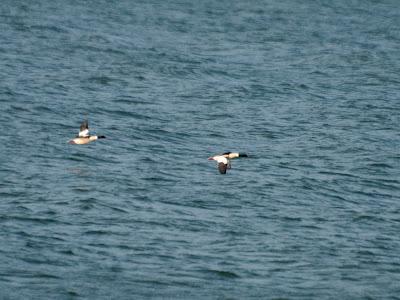De pajareo por Holanda - Birding in Holland -- 15-19/01/2013