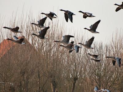 De pajareo por Holanda - Birding in Holland -- 15-19/01/2013