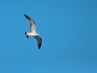 De pajareo por Holanda - Birding in Holland -- 15-19/01/2013