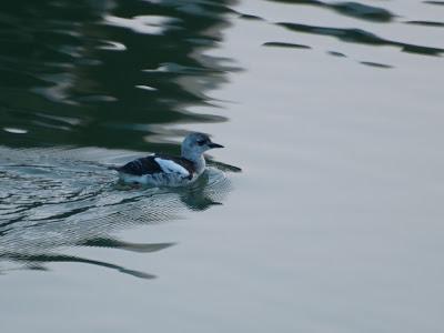 De pajareo por Holanda - Birding in Holland -- 15-19/01/2013