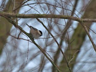 De pajareo por Holanda - Birding in Holland -- 15-19/01/2013