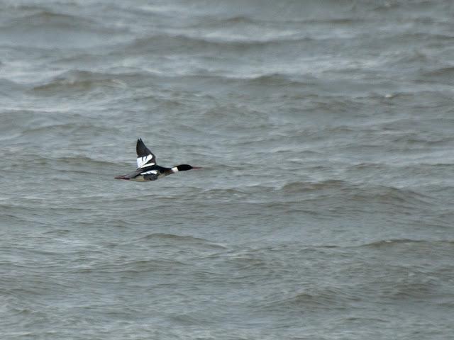 De pajareo por Holanda - Birding in Holland -- 15-19/01/2013
