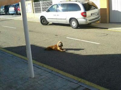 Cocker en la calle. (Toledo).