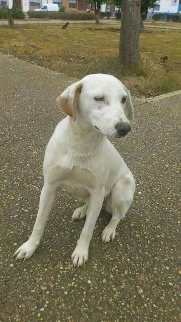 URGENTE SEVILLA, CRUCE DE LABRADORA EN UN PARQUE, LOS NIÑOS LE TIRAN PIEDRAS.‏