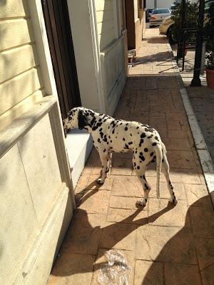 Dalmata puro, muy triste y sin apetito en la calle en un pueblo de Huelva.