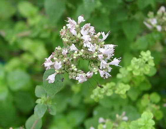 La Mejorana para aliviar los dolores después del ejercicio físico
