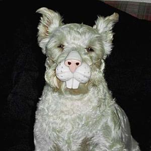 Las más divertidas mascotas disfrazadas