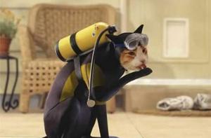 Las más divertidas mascotas disfrazadas