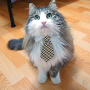 Las más divertidas mascotas disfrazadas