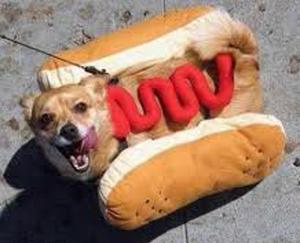 Las más divertidas mascotas disfrazadas