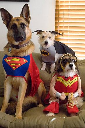 Las más divertidas mascotas disfrazadas