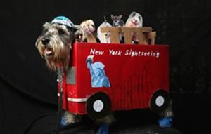 Las más divertidas mascotas disfrazadas