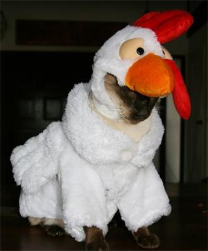 Las más divertidas mascotas disfrazadas