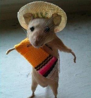 Las más divertidas mascotas disfrazadas