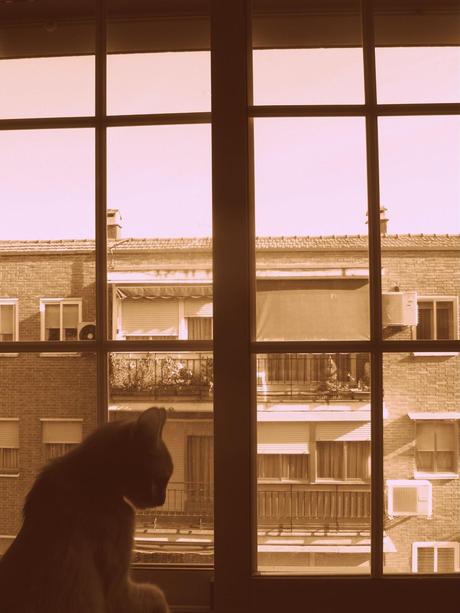 Gatito Jerome en la ventana