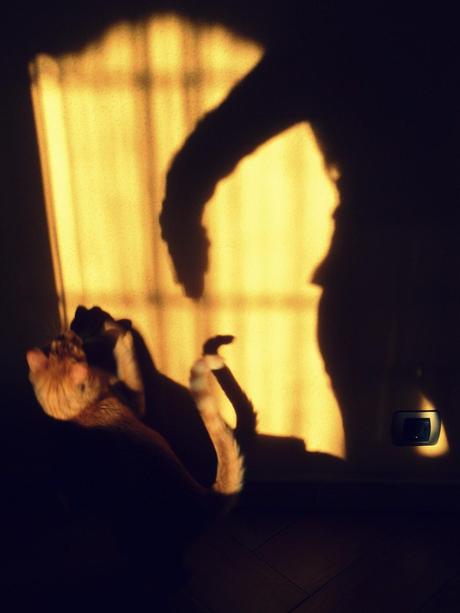 Gato amarillo jugando con una sombra sobre pared
