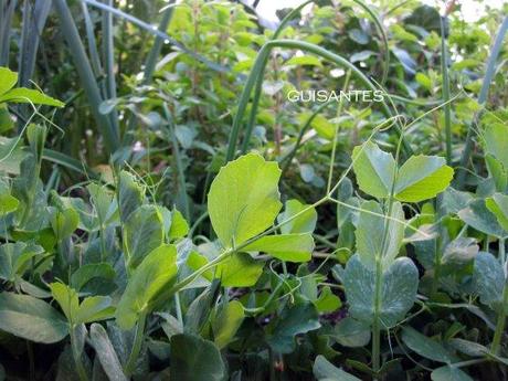 guisantes1