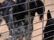 Otelo, preciosidad entre rejas