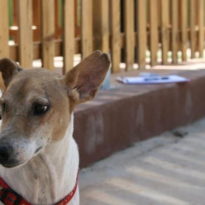 Foto: Asi de guapo está ahora. Aunque sigue viviendo en una jaula del refugio esperando que alguien lo adopte. Contacto:  isa@fundacionbm.com