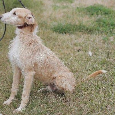 Foto: SEVILLA Maxi lo recogimos en la calle con un mordisco en el cuello cuand tenia 2 meses y desde entonces esta con nostros. ya tiene 6 años, es muy obediente y esta esterilizado (doy fe de ello, es super bueno y obediente). A ver si hay suerte para el..se encuentra en una residencia CONTACTO:natisabe@hotmail.com
