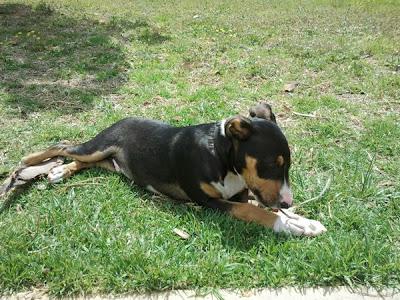 BALÚ, CHIQUITÍN EN ADOPCIÓN‏.