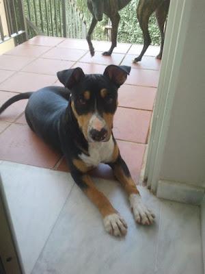 BALÚ, CHIQUITÍN EN ADOPCIÓN‏.