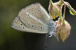 Para ampliar Agrodiaetus ripartii hacer clic