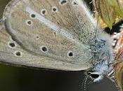 Agrodiaetus ripartii (Freyer, 1830)