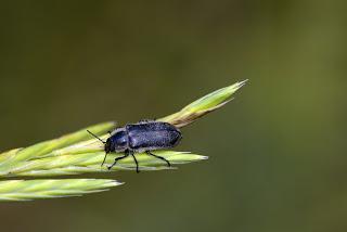 Enicopus sp (Stephens, 1830)