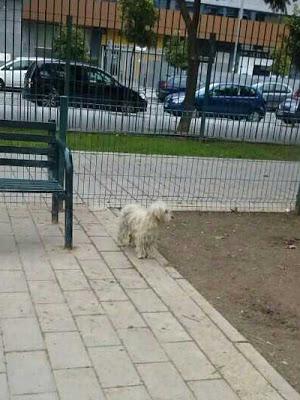 LILI BICHON, en busca de un mundo mejor.