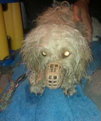 LILI BICHON, en busca de un mundo mejor.