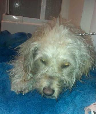 LILI BICHON, en busca de un mundo mejor.