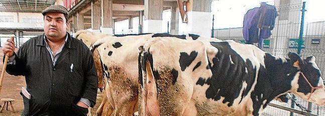 Un tratante de Extremadura revalorizó las vacas de leche
