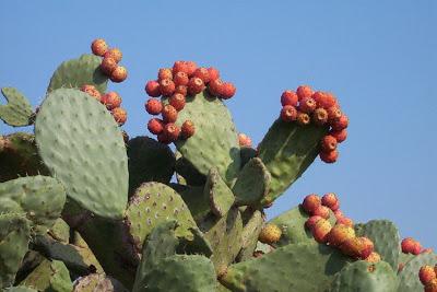 Nopal - Opuntia ficus-indica