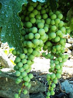ALGUEIRA, el paisaje dentro de una botella ALGUEIRA, el paisaje dentro de una botella