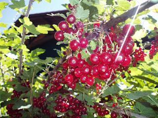 ALGUEIRA, el paisaje dentro de una botella ALGUEIRA, el paisaje dentro de una botella