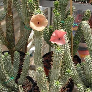 Hoodia gordonii