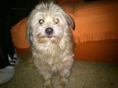 Caso muy triste!!! SOS para WOOFFY, necesita una adopción urgente pues a sus 12 años‏.