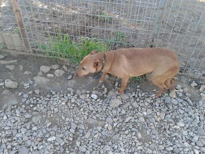 MUY URGENTE!! Bolo, podenco super bueno y cariñoso y DONDE ESTA TIENE TERROR!! BRENES (SEVILLA)
