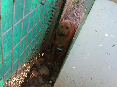 MUY URGENTE!! Bolo, podenco super bueno y cariñoso y DONDE ESTA TIENE TERROR!! BRENES (SEVILLA)