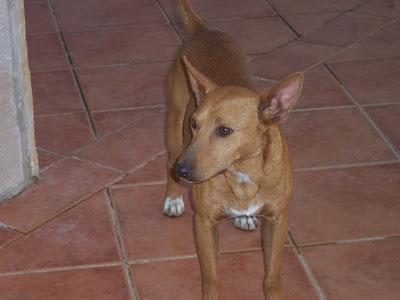 MUY URGENTE!! Bolo, podenco super bueno y cariñoso y DONDE ESTA TIENE TERROR!! BRENES (SEVILLA)