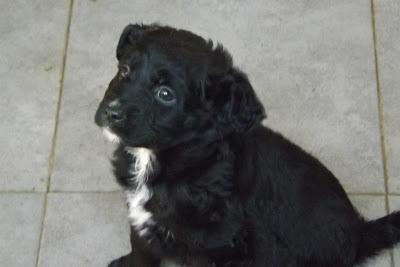 CACHORRITOS EN LA PERRERA DE MAIRENA‏.