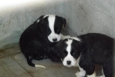 CACHORRITOS EN LA PERRERA DE MAIRENA‏.