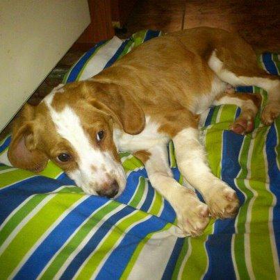 Foto: Freedom es esta preciosidad de cuatro meses que creemos que será de tamaño pequeño-medianete. Tras pasar por la perrera, Freedom se encuentra en una casa de acogida hasta que le encontremos una familia definitiva. ¿Quieres darle tú esa oportunidad? Se entrega chipado, vacunado, desparasitado y esterilizado. Adopción en toda España. Contacto: adopciones@apamag.org / 644490072 Todos nuestros perros se entregan con su cartilla al día, todas sus vacunas, identificados, desparasitados, esterilizados y con contrato de adopción. APAMaG es una entidad sin ánimo de lucro cuyo objetivo final es la protección animal y el respeto hacia la vida animal. www.apamag.org