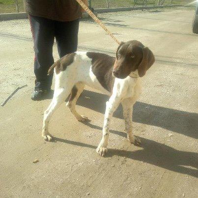 Foto: Video:http://www.facebook.com/photo.php?v=329841020454699&set=vb.100002864127951&type=2&theater   Esta en la perrera desde: enero 2013 Est à la fourrière depuis : janvier 2013  GUS. Precioso enanillo tipo Braco, tiene unos dos años mas o menos. Ha sido rescatado por una pareja tras haber sido tirado a un rio, el pobre se habia enrredado entre unas ramas que flotaban, si no hubiese sido por por esta pareja probablemente hubiese muerto ahogado. Gus es noble, cariñoso, bueno, pacifico y muy sociable con perros y personas. A la orilla cerca de alli estaba su compañero de infortunia: Choco un braco que IGUALMENTE esta en perrera. Por favor maxima difusion para ellos. Gracias  CONTACTO:  marimari560@hotmail.com TELEFONO:  639 81 32 80  GUS.Magniqfique Braque d'environ deux ans. Il a été sauvé par un couple de promeneurs, le chien se trouvait dans un fleuve empêtrer dans un ramassis de branches flottant à la surface, grâce à ce couple il a été sauvé d'une probable noyade. Gus est gentil, pacifique, câlin et sociable avec chiens et personnes. Sur la berge se trouvait son compagnon d'infortune: CHOCO un Braque qui se trouve également à la fourrière. S'il-vous-plaît maxi diffusion pour eux. Merci